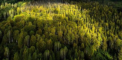 Olejek pichtowy: Naturalny skarb. A ty mało co wiesz?-4924