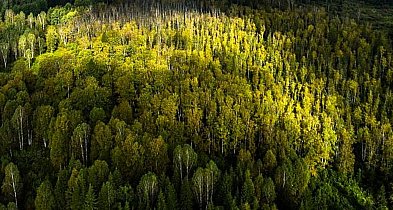 Olejek pichtowy: Naturalny skarb. A ty mało co wiesz?-4924